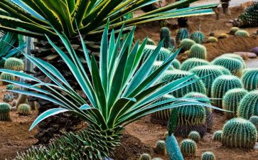 写植物读后感8篇