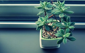 植物作文400字模板6篇