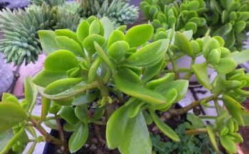 小学生植物作文5篇