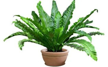 植物作文200字5篇