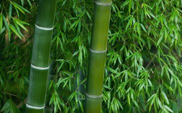 小小竹排教学反思7篇